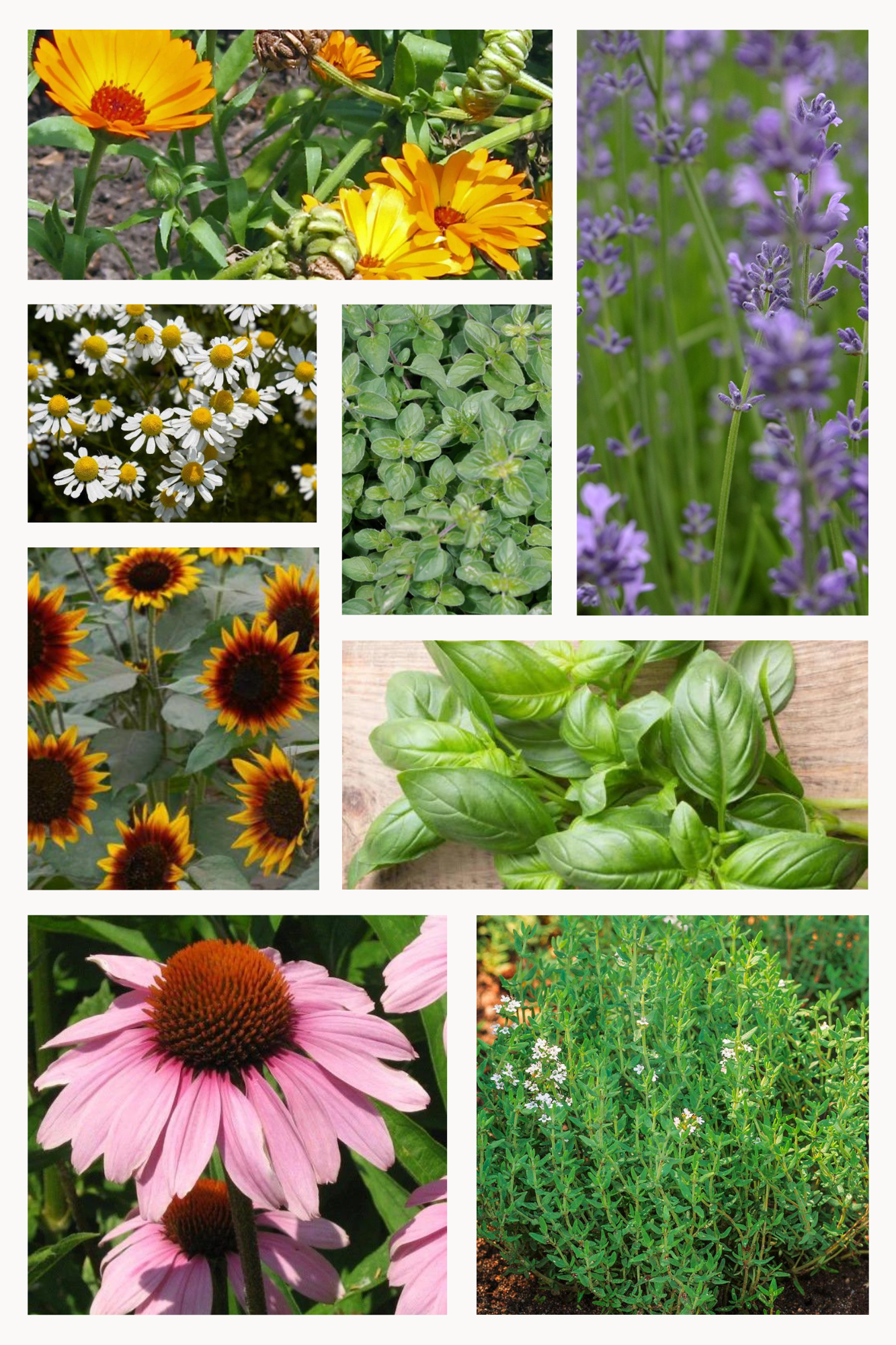 Biologische Bloemen & Kruiden Zadenset