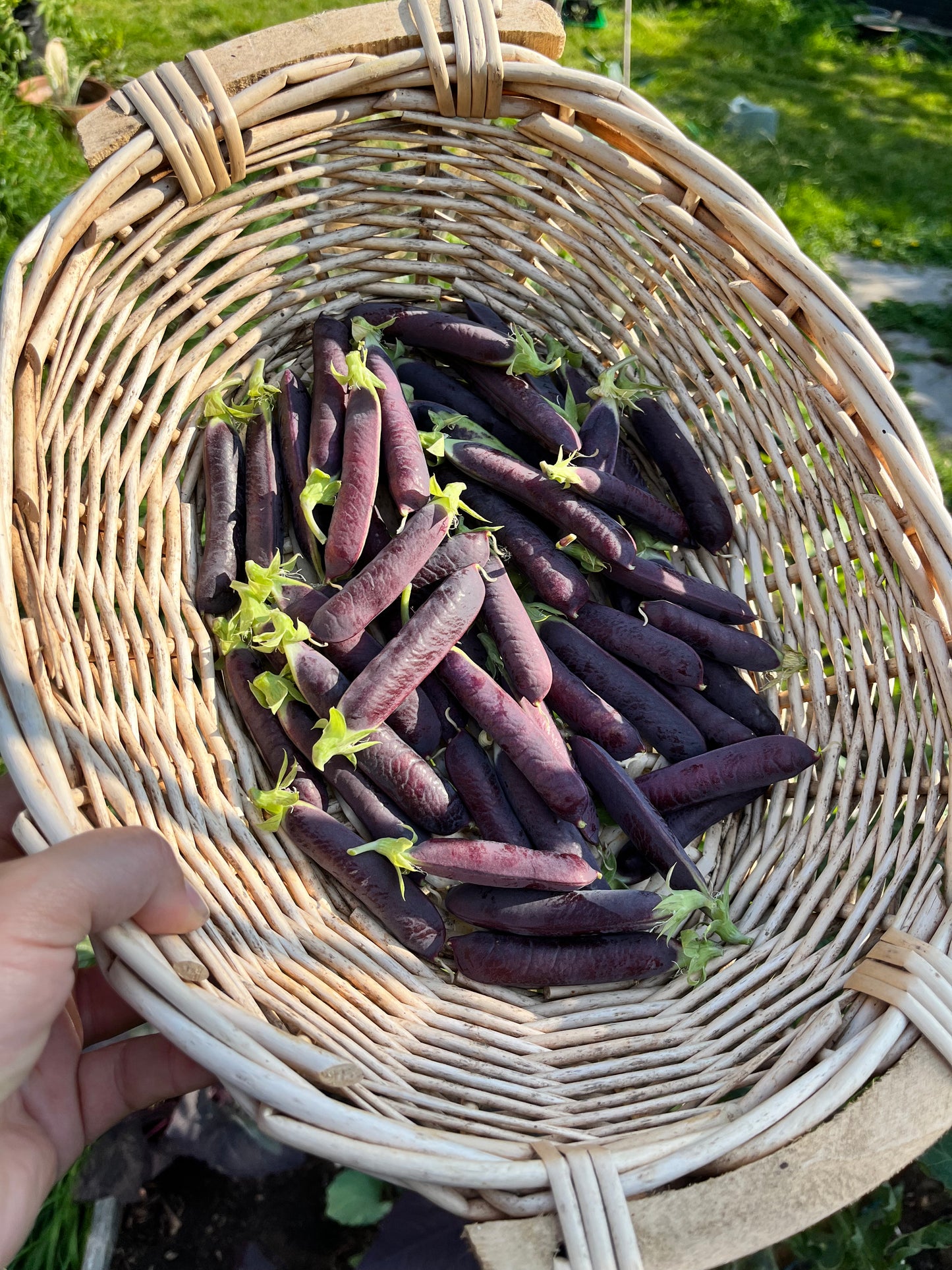 Tuinbox – Maandelijks Moestuin Box