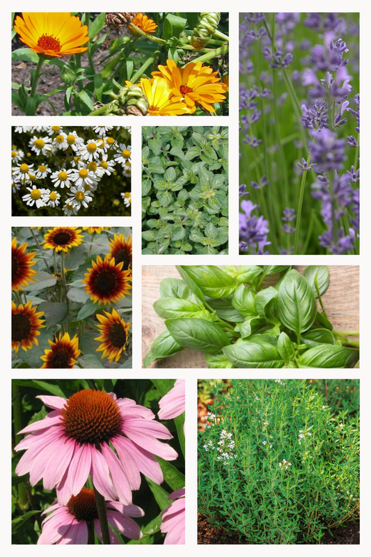 Biologische Bloemen & Kruiden Zadenset